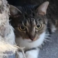 Laura, kotka do adopcji