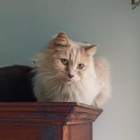 Ginger Sauvagnon 19, chat à adopter