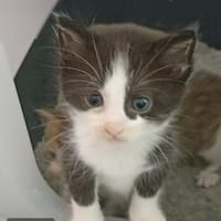 Sydney, chat à adopter