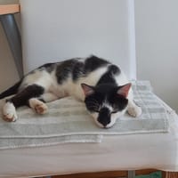 PLUME, chatte à adopter