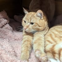 Harry, chat à adopter