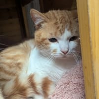 Potter, chat à adopter