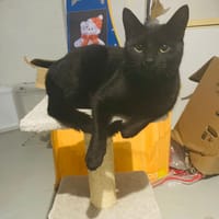 PÉPITA, chatte à adopter