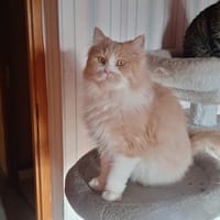 JYN, chat à adopter