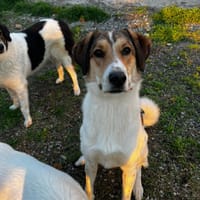 Karmen, chienne à adopter