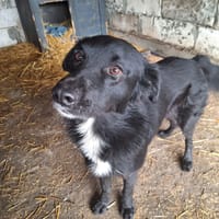 Bélino, chien à adopter