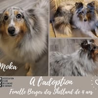 Moka, chienne à adopter