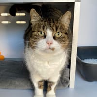 Marjolaine, chatte à adopter