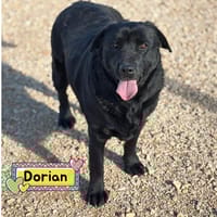 DORIAN, cane da adottare