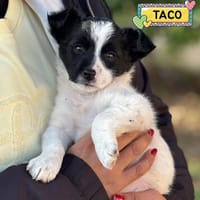 TACO, cane da adottare