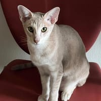 Cappuccino, poezen ter adoptie