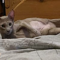 Chocolade, poezen ter adoptie