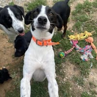 Ozzy, chien à adopter