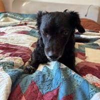 Hickie, chien à adopter