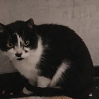 Span, poezen ter adoptie