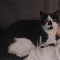 Spik, katers ter adoptie