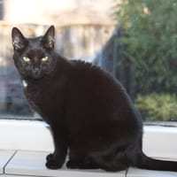 Moos, katers ter adoptie