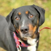 Sheldon, pies do adopcji