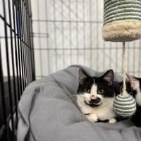 Pumpkin, kot do adopcji