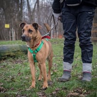 Rudi, pies do adopcji