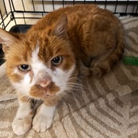 Cinnabar, kot do adopcji