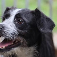 Tips - aufgeweckter, kleiner Rüde, Hund zur Adoption