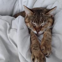 Sanfte, verträgliche Katze Greta, Katze zur Adoption