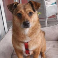 Damian - kleiner Hund, großes Herz, Hund zur Adoption