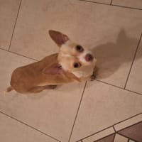 Eshi sucht ein Zuhause, Hündin zur Adoption