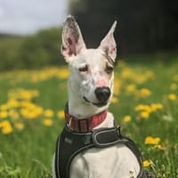 Toller Flinn sucht neues Zuhause, Hund zur Adoption