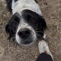 Sten wünscht sich Zuwendung, Hund zur Adoption