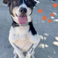 Problemlose unkomplizierte kleine INNA♥, Hündin zur Adoption