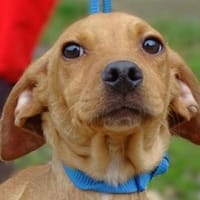 Kleiner BRUNO sucht Körbchen, Hund zur Adoption