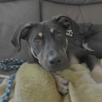 junger, lernbegeisterter Bo, 54cm sucht, Hund zur Adoption