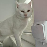 Hübscher, tapferer Kater Cole, Kater zur Adoption