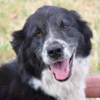 Angela freut sich auf Sie, Hündin zur Adoption