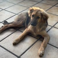 🐶💛 Claire sucht ein Zuhause 🐶💛, Hündin zur Adoption