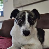 LAYLA  auf PS in 25421  Pinneberg, Hündin zur Adoption