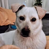 Happy wartet in HH auf Pflegestelle!, Hündin zur Adoption