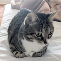 Zutrauliche Katze Milagrin (3 Beine), Katze zur Adoption