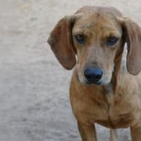 Dabi sucht ihr Zuhause, Hündin zur Adoption