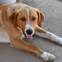 Tito wünscht sich ein Zuhause, Hund zur Adoption