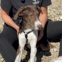 Lieber, fröhlicher Junghund Ali, Hund zur Adoption