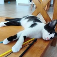 Junges Katerduo Elis und Piruleta, Kater zur Adoption