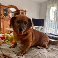 💙Peppino💙 sucht seine Menschen 🐾, Hund zur Adoption