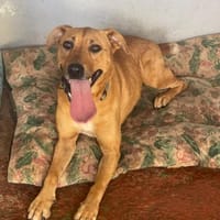 Chispa, Hündin zur Adoption