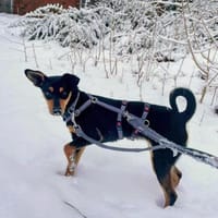 Vitalina wartet auf PS in HH!, Hündin zur Adoption