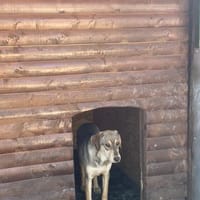 Coco sucht ihre Menschen, Hündin zur Adoption