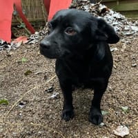 Funny 💗 wartet in 50674 Köln auf dich, Hündin zur Adoption