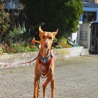 Estrella, Hündin zur Adoption
